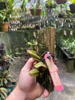 Bulbophyllum Involutum - COLEÇÃO - Imagem 4