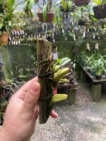 Bulbophyllum Involutum - COLEÇÃO - Imagem 3