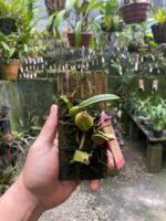 Bulbophyllum Involutum - COLEÇÃO - Imagem 2