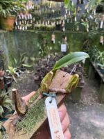 Bulbophyllum Weddellii - Imagem 2