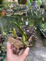 Bulbophyllum Weddellii - Imagem 3