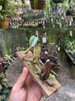 Bulbophyllum Weddellii - Imagem 4