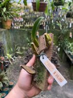 Bulbophyllum Weddellii - Imagem 5
