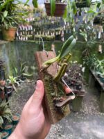 Bulbophyllum Weddellii - Imagem 6