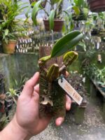 Bulbophyllum Weddellii - Imagem 7