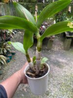 Denphal Sem Identificação - Imagem 6