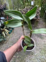 Denphal Sem Identificação - Imagem 7