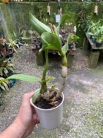 Denphal Sem Identificação - Imagem 5