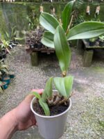 Denphal Sem Identificação - Imagem 4