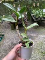 Denphal Sem Identificação - Imagem 3