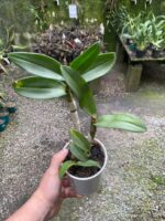 Denphal Sem Identificação - Imagem 2