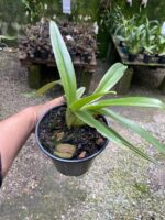 Paphiopedilum Leeanum - SAPATINHO - Imagem 7