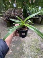 Paphiopedilum Leeanum - SAPATINHO - Imagem 8