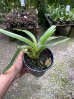 Paphiopedilum Leeanum - SAPATINHO - Imagem 6
