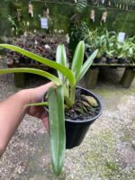 Paphiopedilum Leeanum - SAPATINHO - Imagem 5