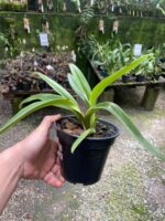 Paphiopedilum Leeanum - SAPATINHO - Imagem 4