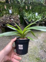 Paphiopedilum Leeanum - SAPATINHO - Imagem 3