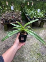 Paphiopedilum Leeanum - SAPATINHO - Imagem 2