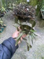 Octomeria Crassifolia - Imagem 4