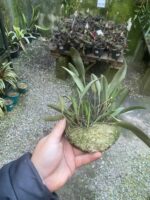 Octomeria Crassifolia - Imagem 3