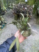 Octomeria Crassifolia - Imagem 5