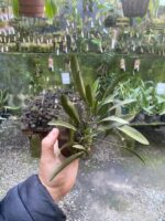 Octomeria Crassifolia - Imagem 6