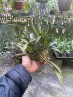 Octomeria Crassifolia - Imagem 7