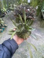 Octomeria Crassifolia - Imagem 2