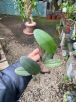 Pleurothallis Restrepioides - Imagem 2