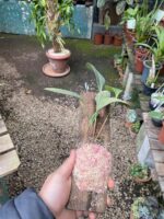 Pleurothallis Restrepioides - Imagem 3