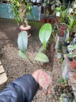 Pleurothallis Restrepioides - Imagem 4