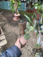 Pleurothallis Restrepioides - Imagem 5