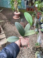 Pleurothallis Restrepioides - Imagem 6