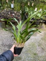 Touceira Oncidium Summer Wind ''Tiger'' - COLEÇÃO - Imagem 8