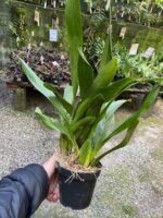 Touceira Oncidium Summer Wind ''Tiger'' - COLEÇÃO - Imagem 9