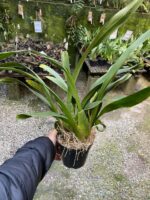 Touceira Oncidium Summer Wind ''Tiger'' - COLEÇÃO - Imagem 6