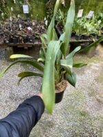 Touceira Oncidium Summer Wind ''Tiger'' - COLEÇÃO - Imagem 5