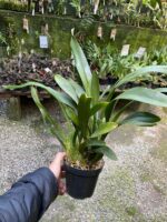 Touceira Oncidium Summer Wind ''Tiger'' - COLEÇÃO - Imagem 3