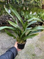 Touceira Oncidium Summer Wind ''Tiger'' - COLEÇÃO - Imagem 2