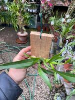 Oncidium Twinkle ''Mixed Pink'' - Imagem 7