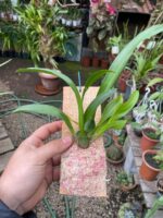 Oncidium Twinkle ''Mixed Pink'' - Imagem 8