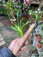 Oncidium Twinkle ''Mixed Pink'' - Imagem 6