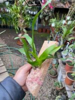 Oncidium Twinkle ''Mixed Pink'' - Imagem 5