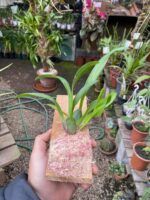 Oncidium Twinkle ''Mixed Pink'' - Imagem 4