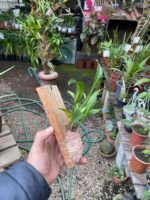 Oncidium Twinkle ''Mixed Pink'' - Imagem 3