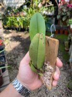 Bulbophyllum Macraei - COLEÇÃO - Imagem 9