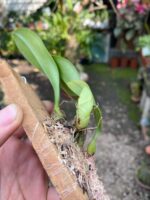 Bulbophyllum Macraei - COLEÇÃO - Imagem 7
