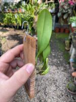 Bulbophyllum Macraei - COLEÇÃO - Imagem 6