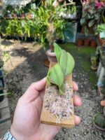 Bulbophyllum Macraei - COLEÇÃO - Imagem 5