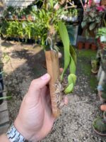 Bulbophyllum Macraei - COLEÇÃO - Imagem 3